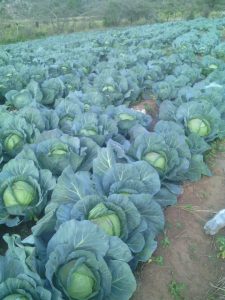 More than 1500 cabbages ploughed at Mukoma's farm